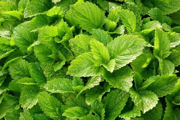 Lemonbalm