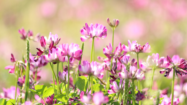 Astragalus