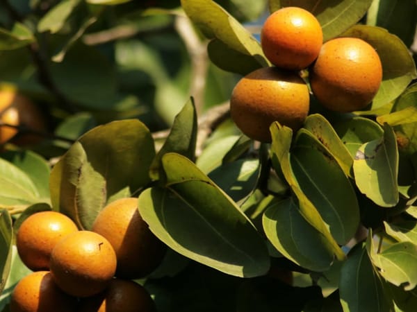 Nux vomica - The Poisonous Remedy